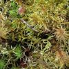 McDaniel and Ponciano labs receive NSF grant to study moss-microbial symbiosis